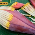 Jarang Tau, Jantung Pisang Kepok Memiliki Banyak Manfaat