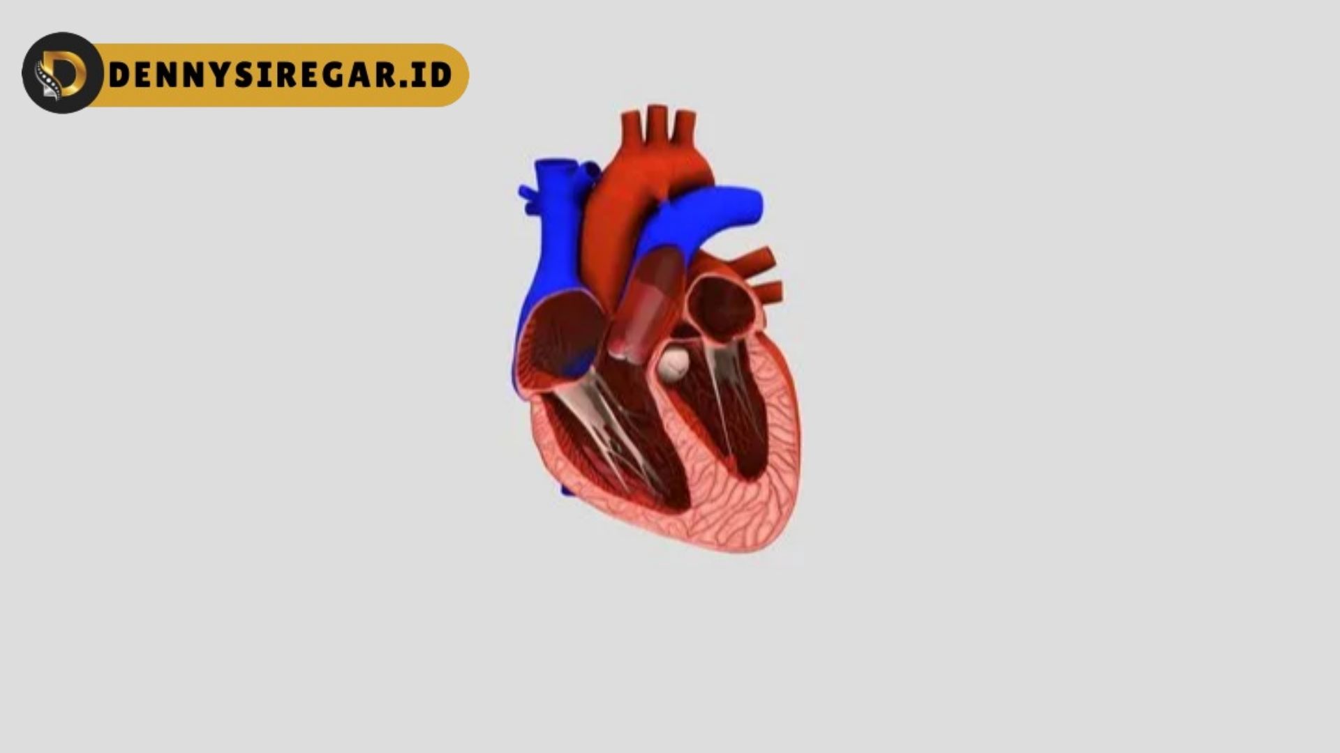 model jantung manusia
